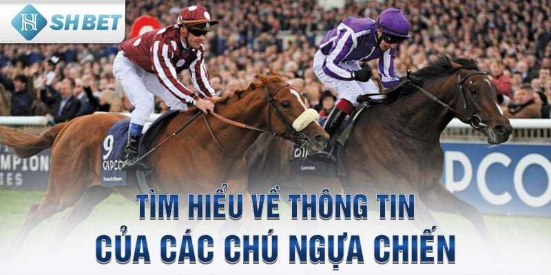 Tìm hiểu về thông tin của các chú ngựa chiến